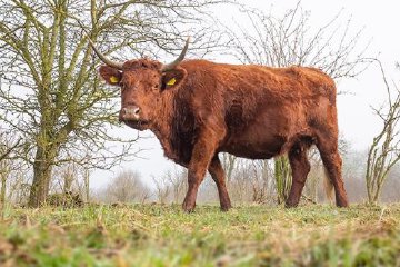 Échassier sur la vasière aux Slikken van de Heen
