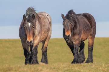 Cheval de trait dans le Willemspolder