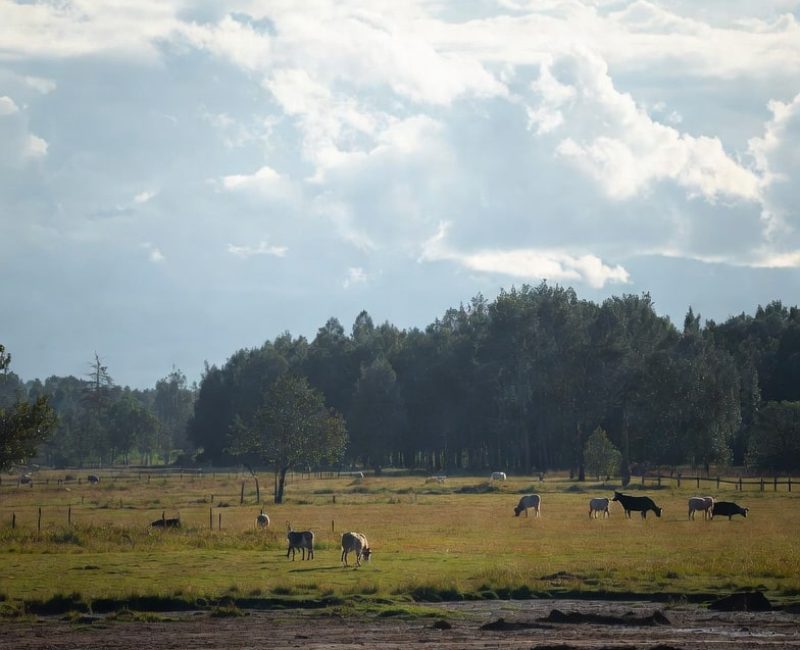Natuurgebied
